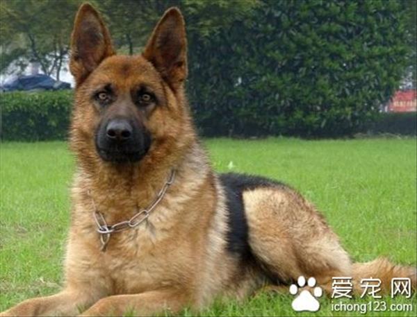 德国牧羊犬怎样训练 可以用食物奖励方法